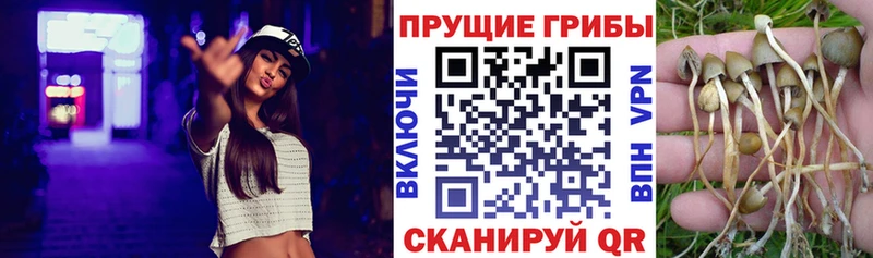 Псилоцибиновые грибы прущие грибы  Малая Вишера 